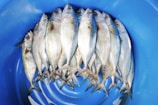 A group of fresh fish neatly arranged in a circular pattern inside a blue plastic container. The fish have silver and blue scales, and their size is uniform.