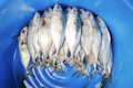 A group of fresh fish neatly arranged in a circular pattern inside a blue plastic container. The fish have silver and blue scales, and their size is uniform.