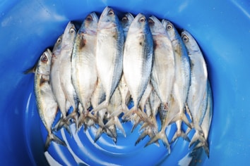 A group of fresh fish neatly arranged in a circular pattern inside a blue plastic container. The fish have silver and blue scales, and their size is uniform.