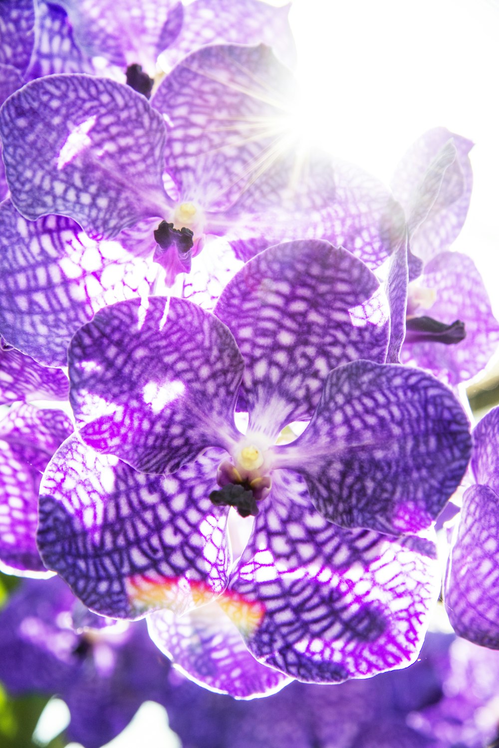 green and purple flower in close up photography