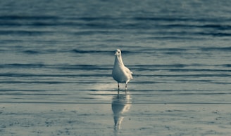 white bird on water during daytime