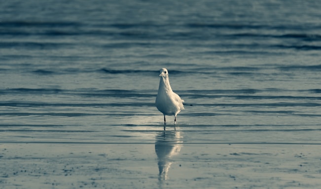 white bird on water during daytime