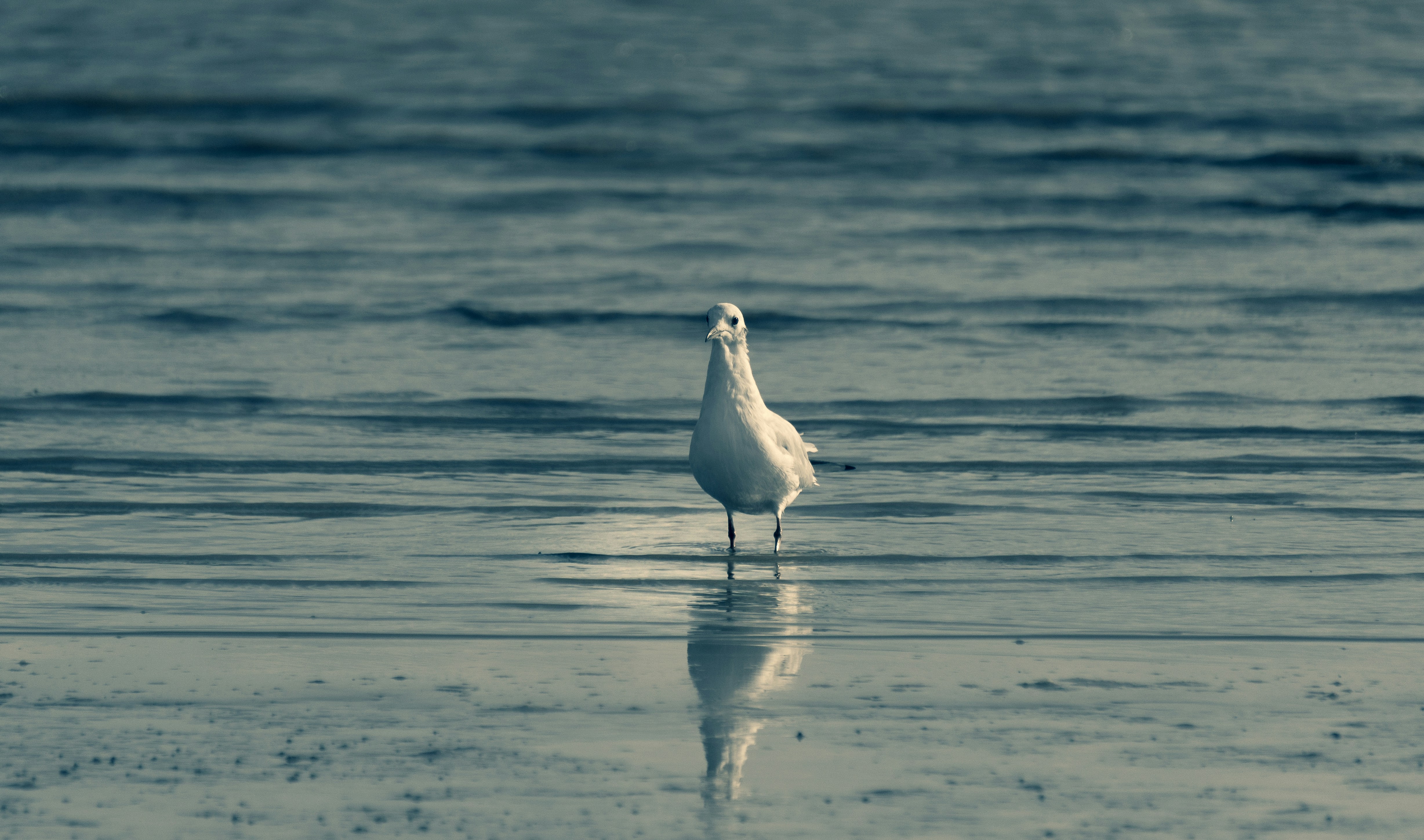 white bird on water during daytime