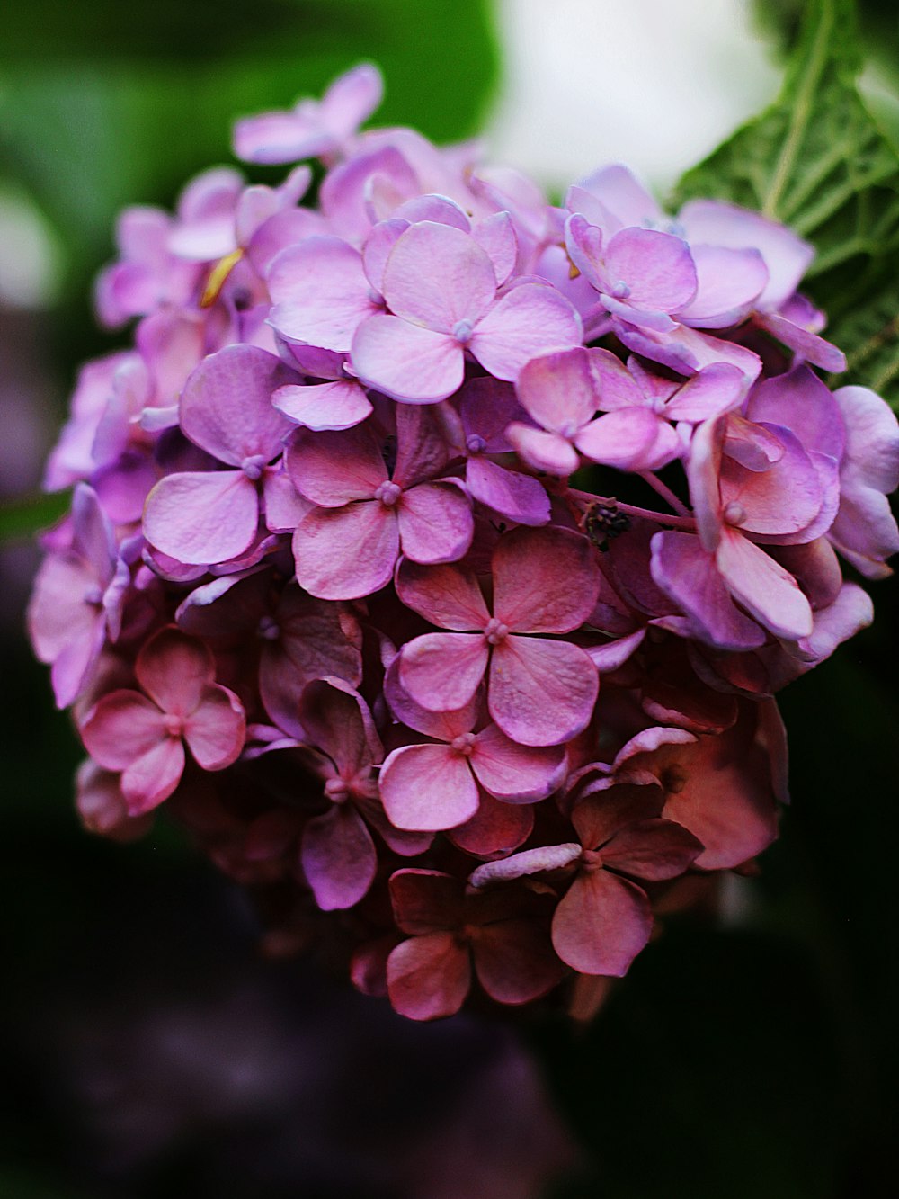 purple flower in macro shot