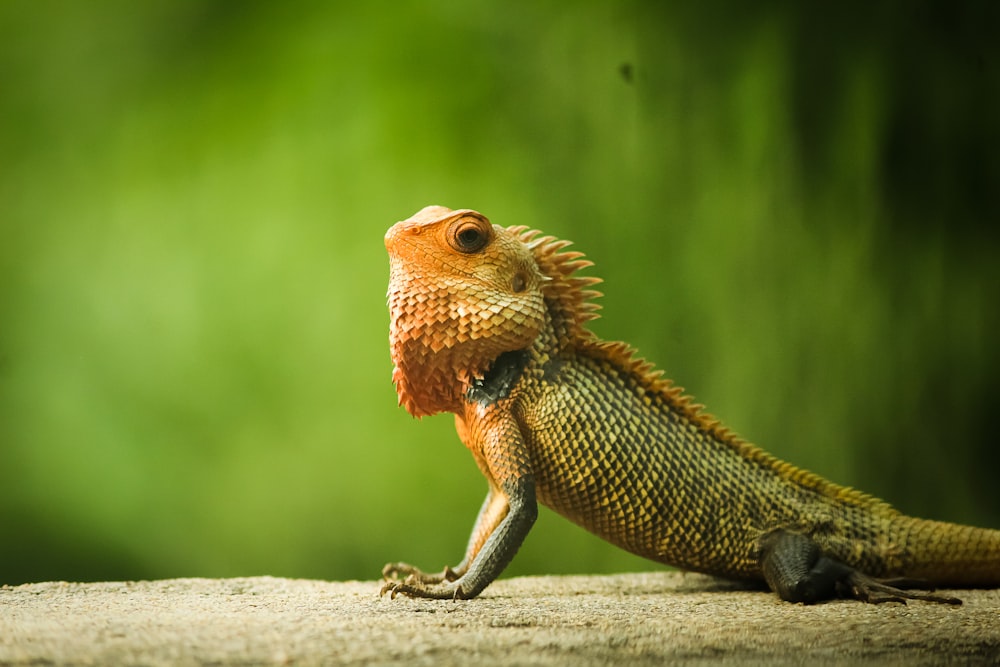 brown bearded dragon on brown rock