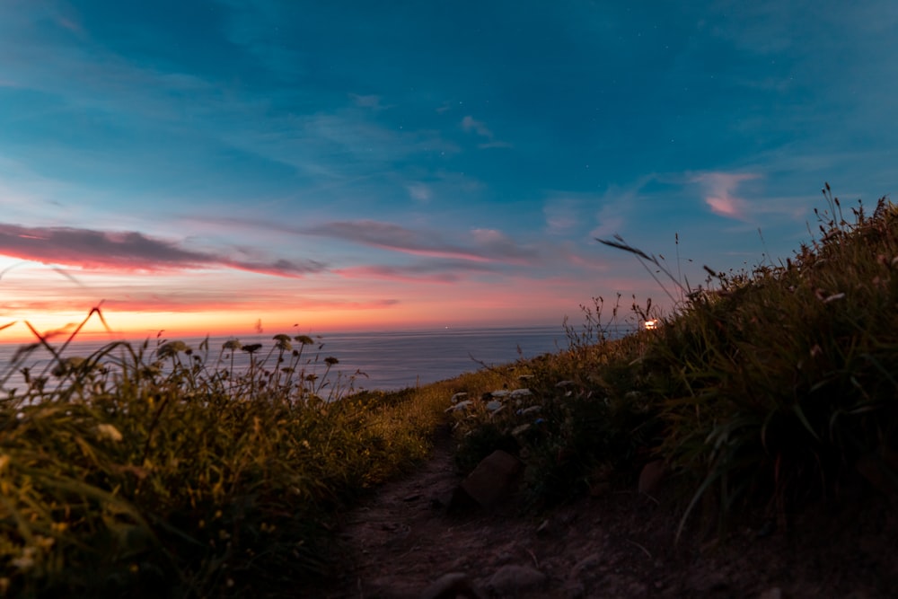 green grass near body of water during sunset