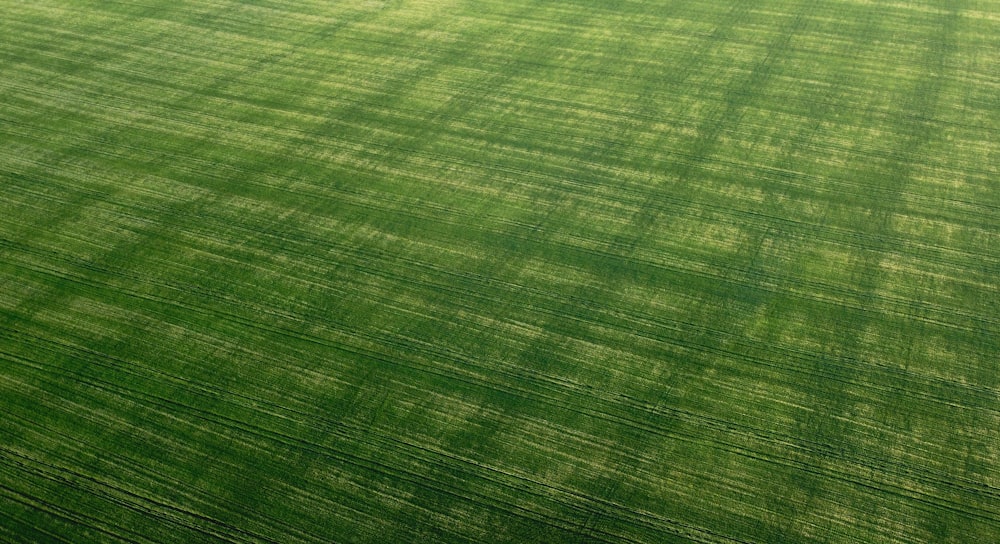 green grass field during daytime