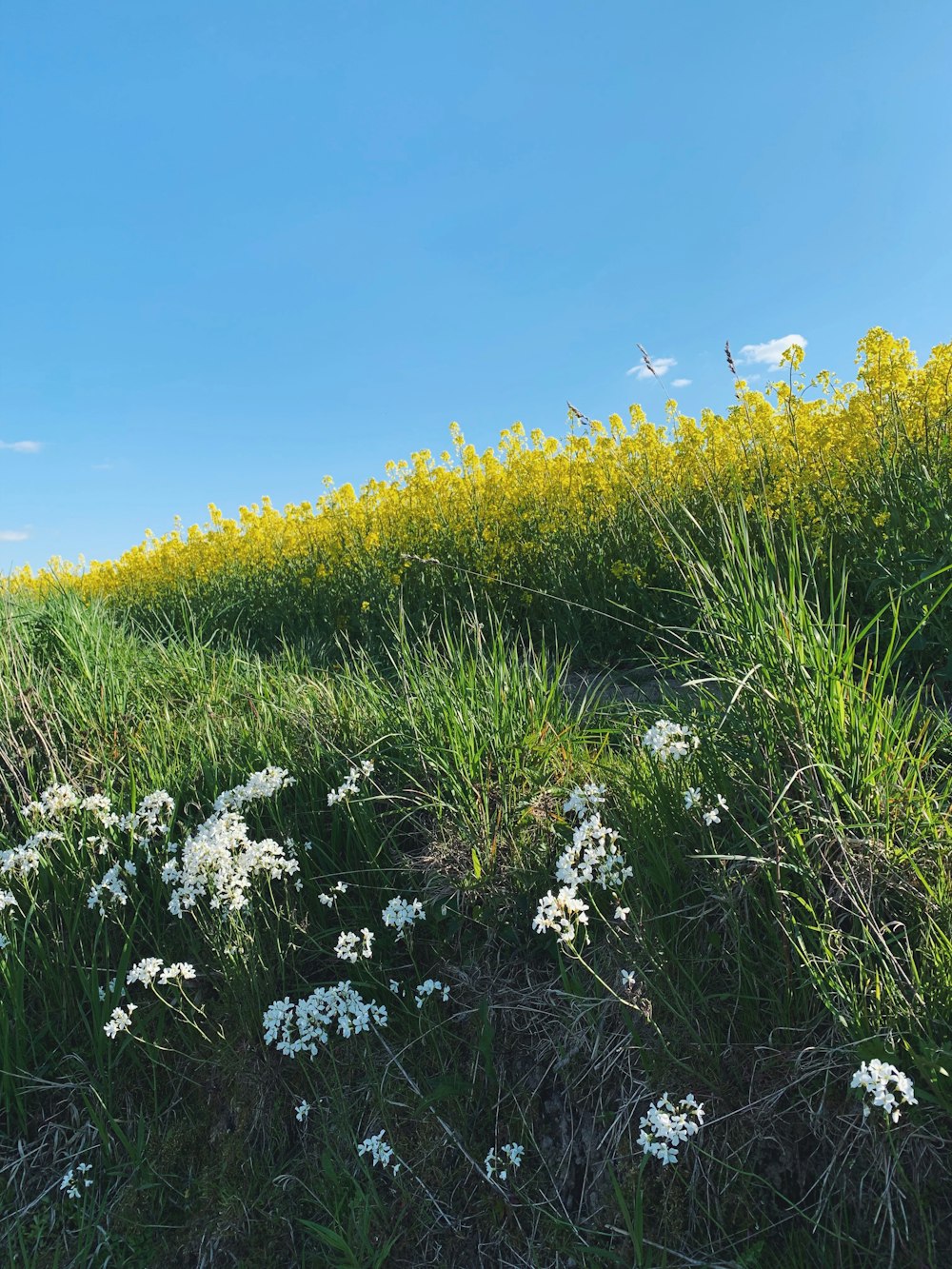 gelbes Blumenfeld unter blauem Himmel tagsüber