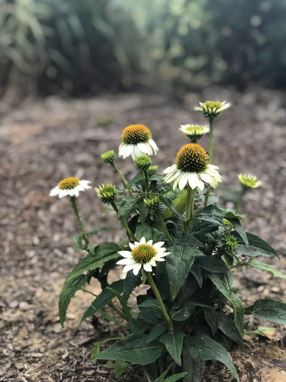 white and yellow flowers in tilt shift lens