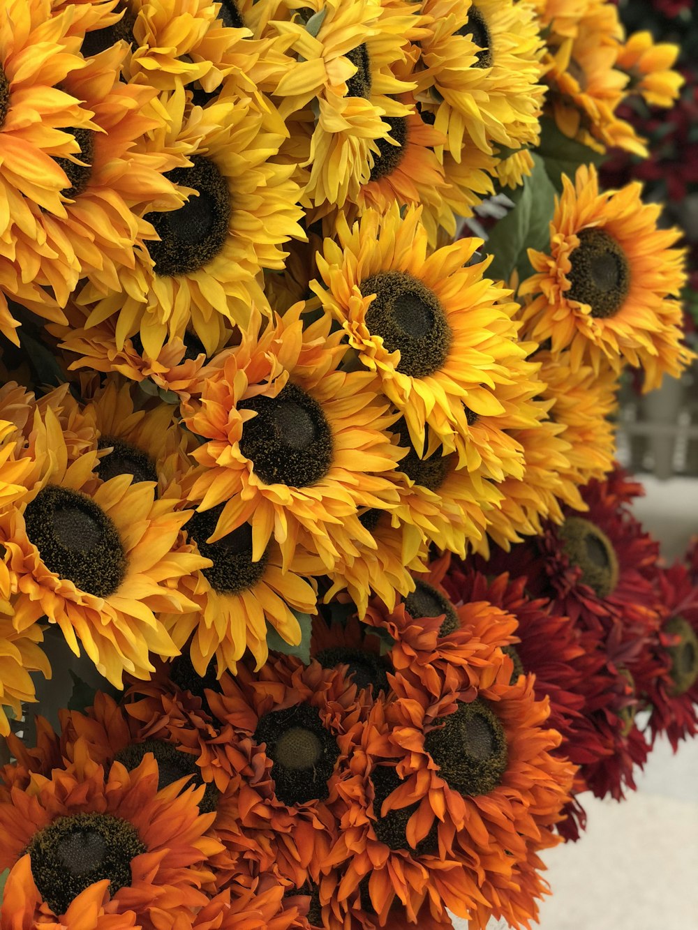 yellow sunflower in close up photography