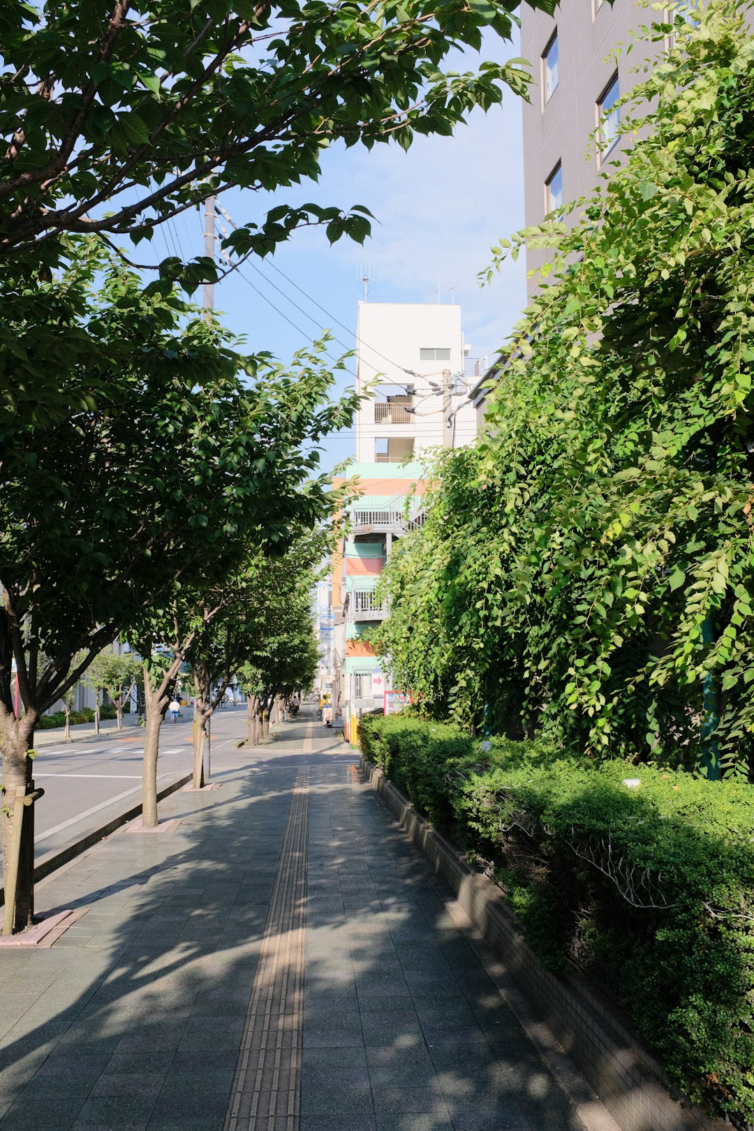 green trees beside gray concrete road during daytime