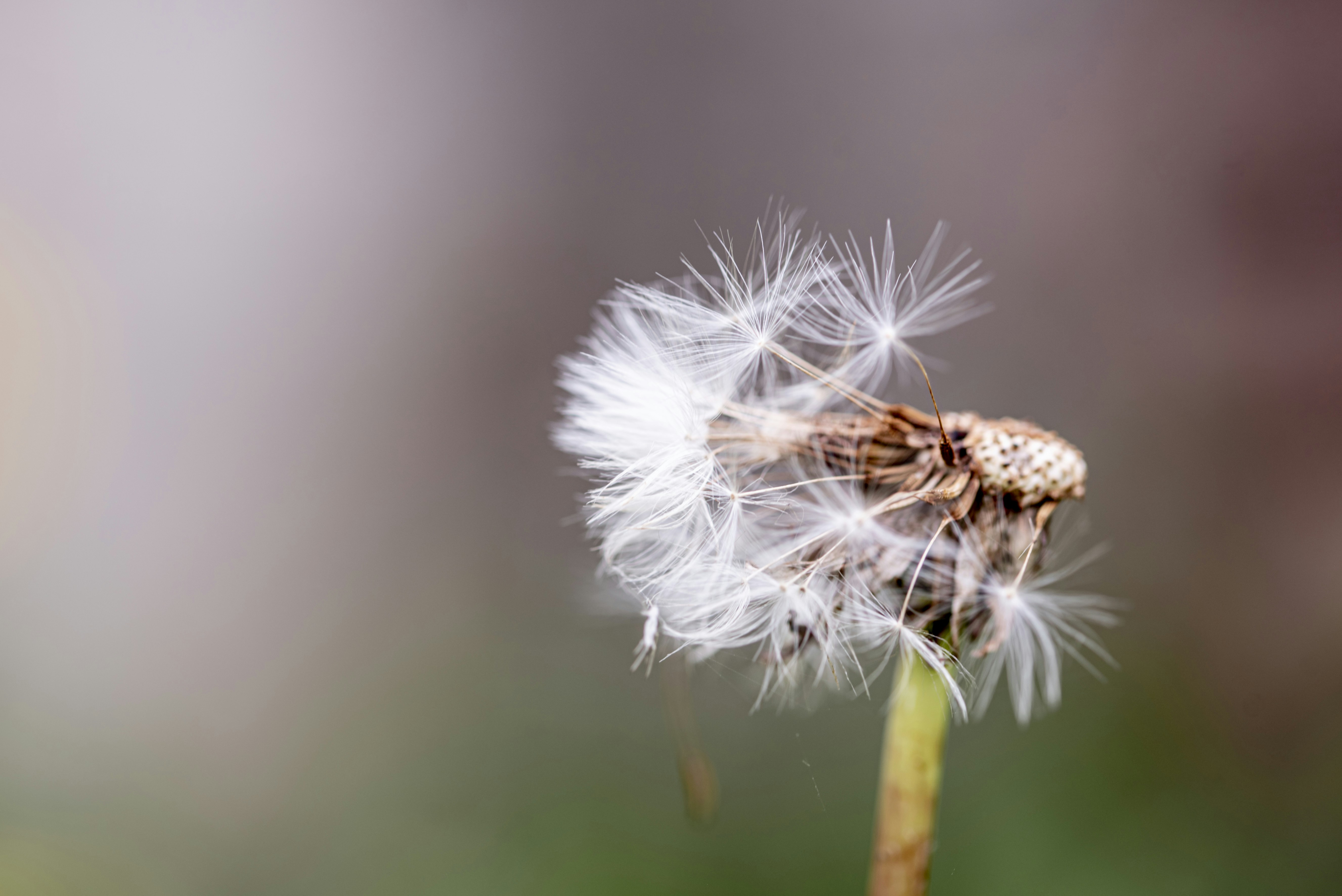 Photo by lauraadaiphoto