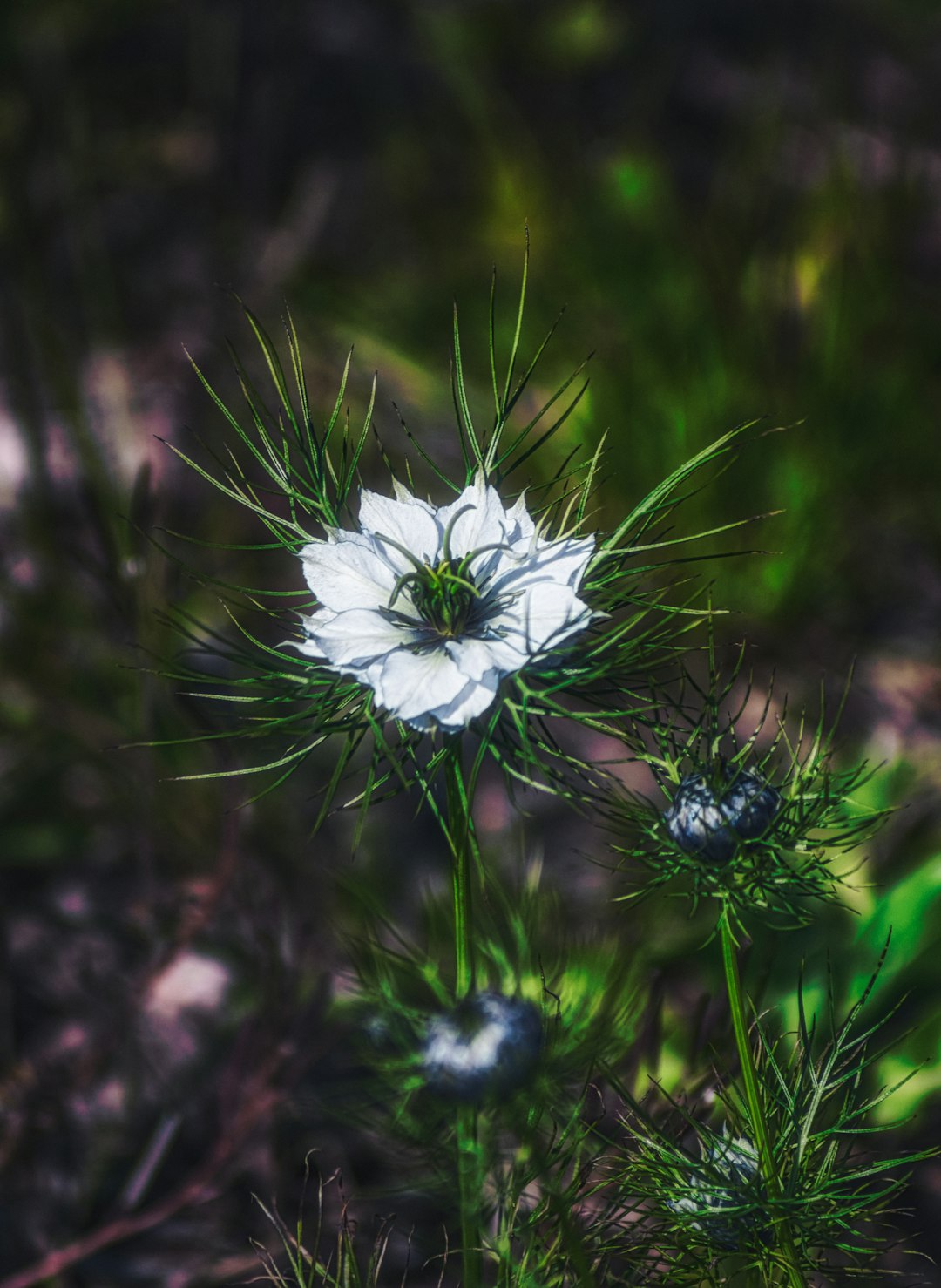 white flower in tilt shift lens