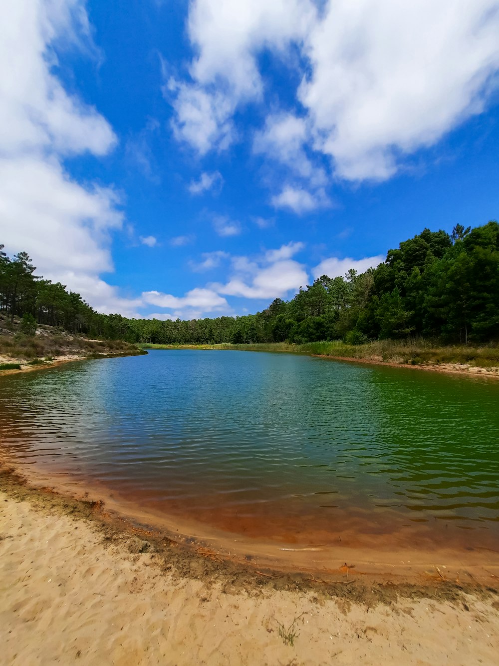 green trees beside body of water under blue sky during daytime