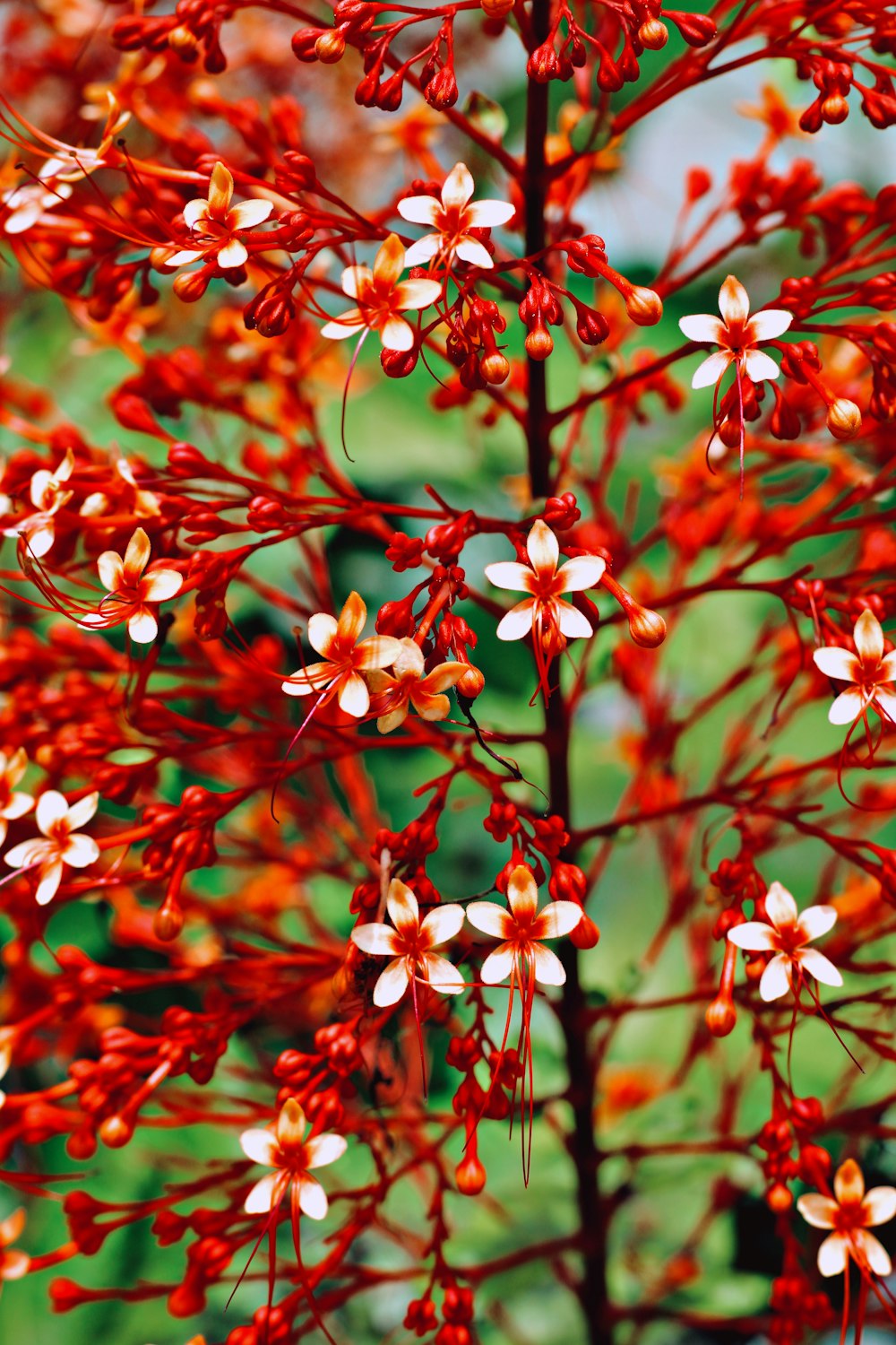 틸트 시프트 렌즈의 빨간색과 흰색 꽃