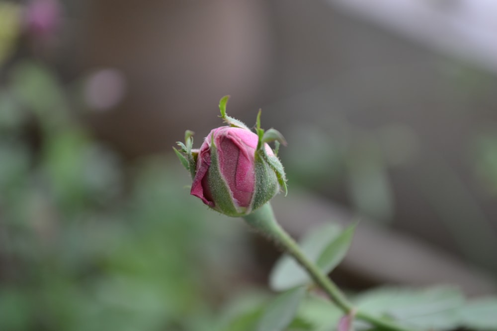pink rose bud in close up photography