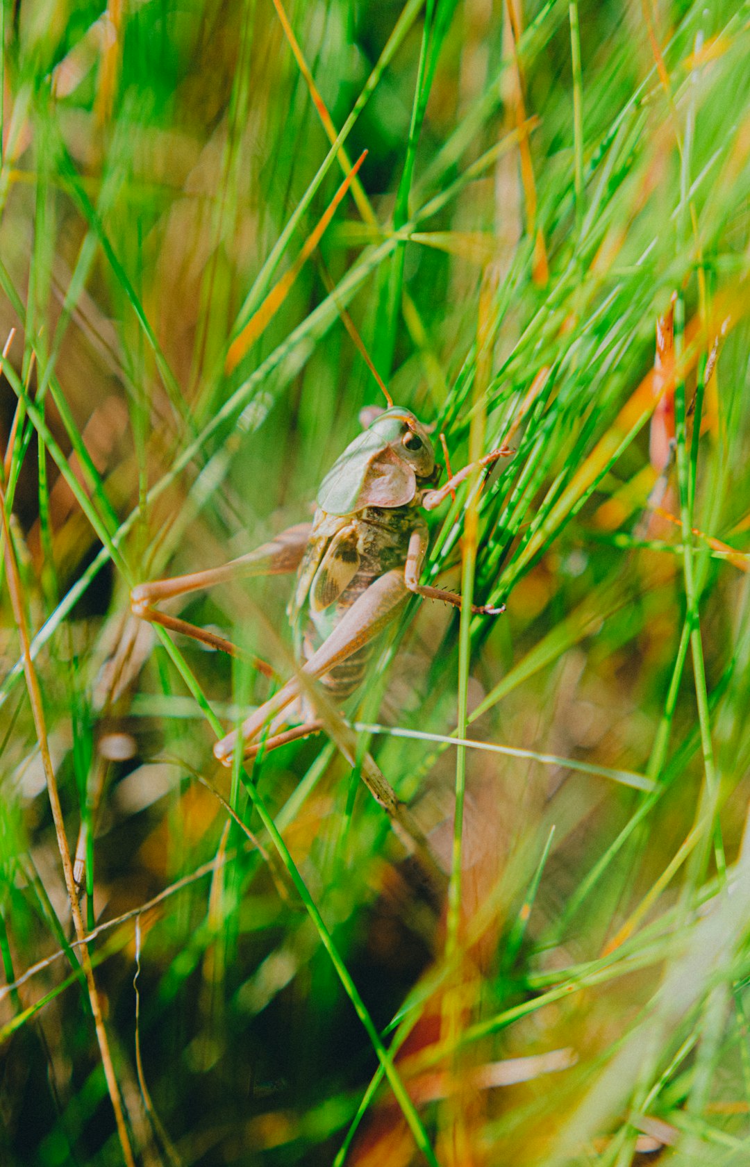 brown grasshopper perched on green grass in close up photography during daytime