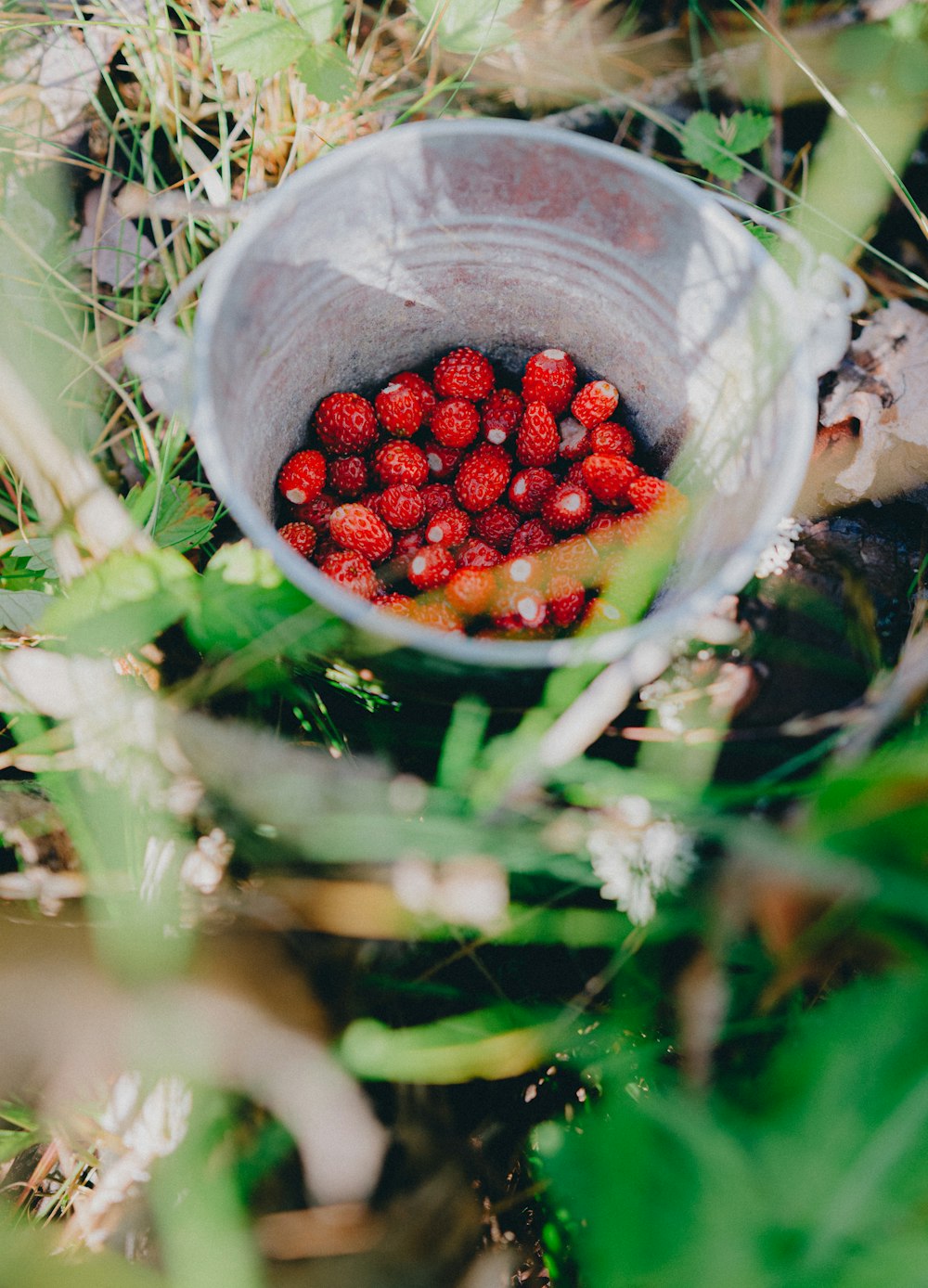 red round fruits in clear plastic container