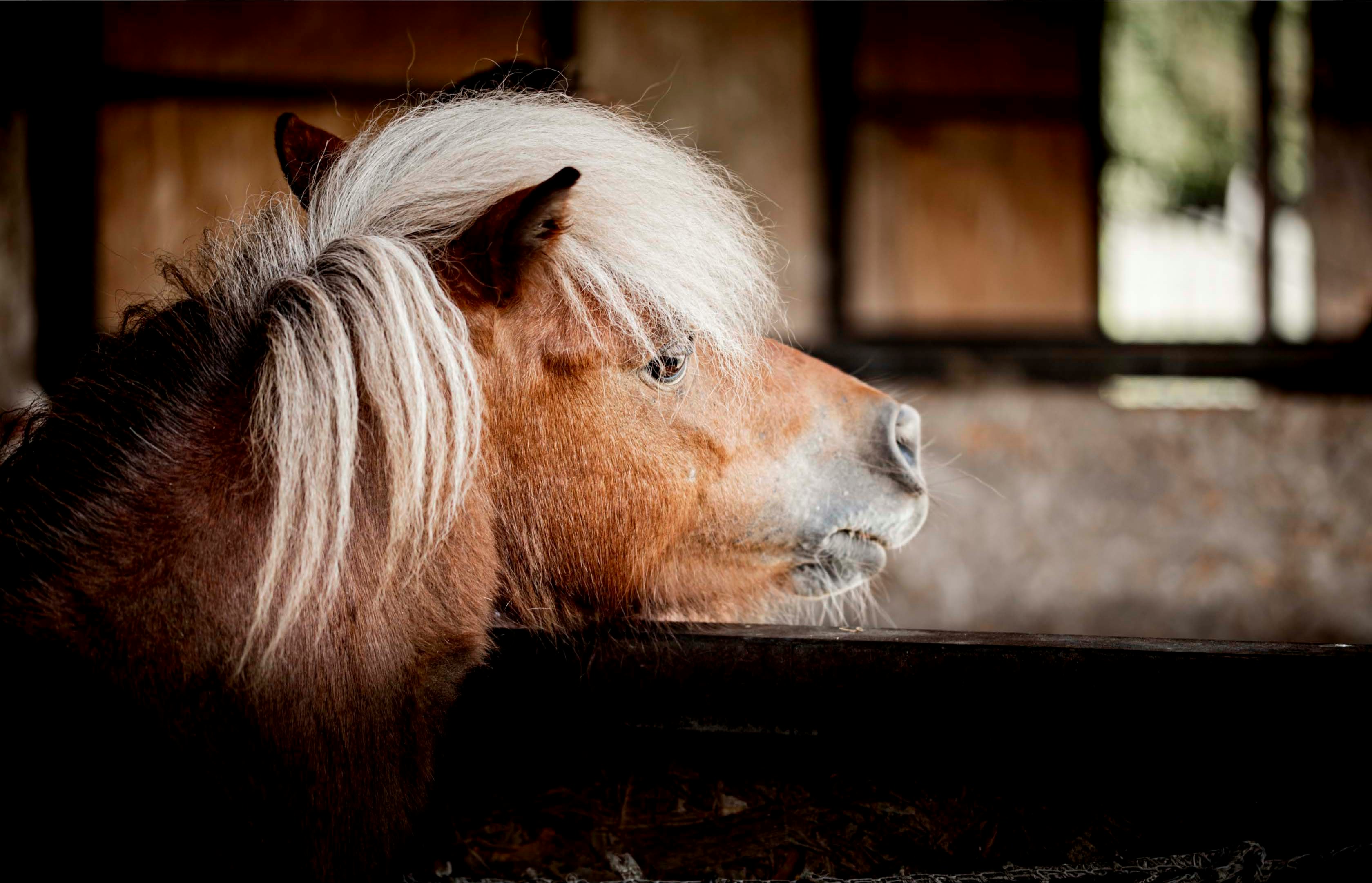 brown and white horse in close up photography