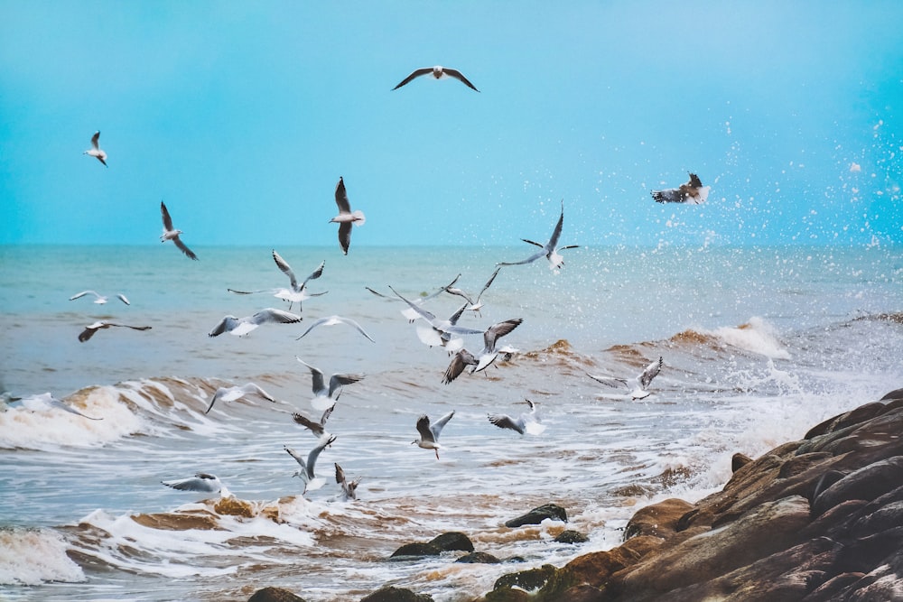 flock of birds flying over the sea during daytime