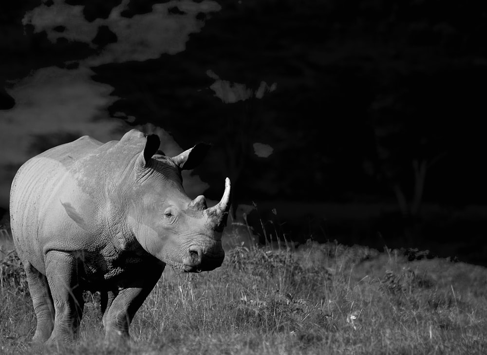 grayscale photo of cow on grass field
