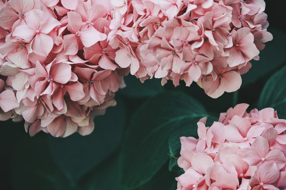 pink flowers in macro shot