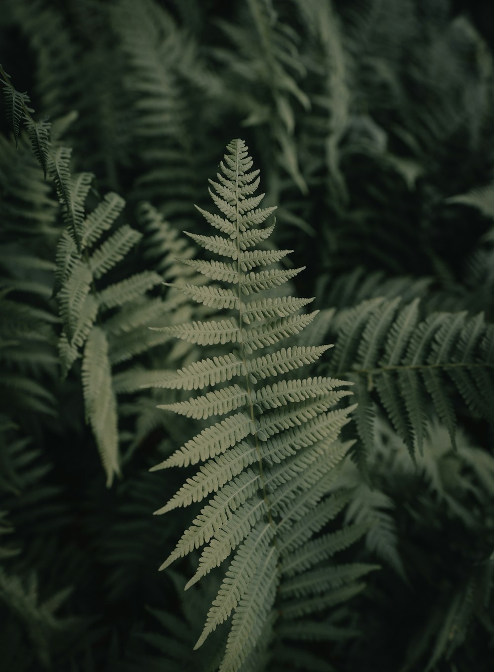 green fern plant in close up photography