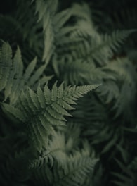 green fern plant in close up photography