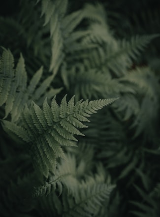 green fern plant in close up photography