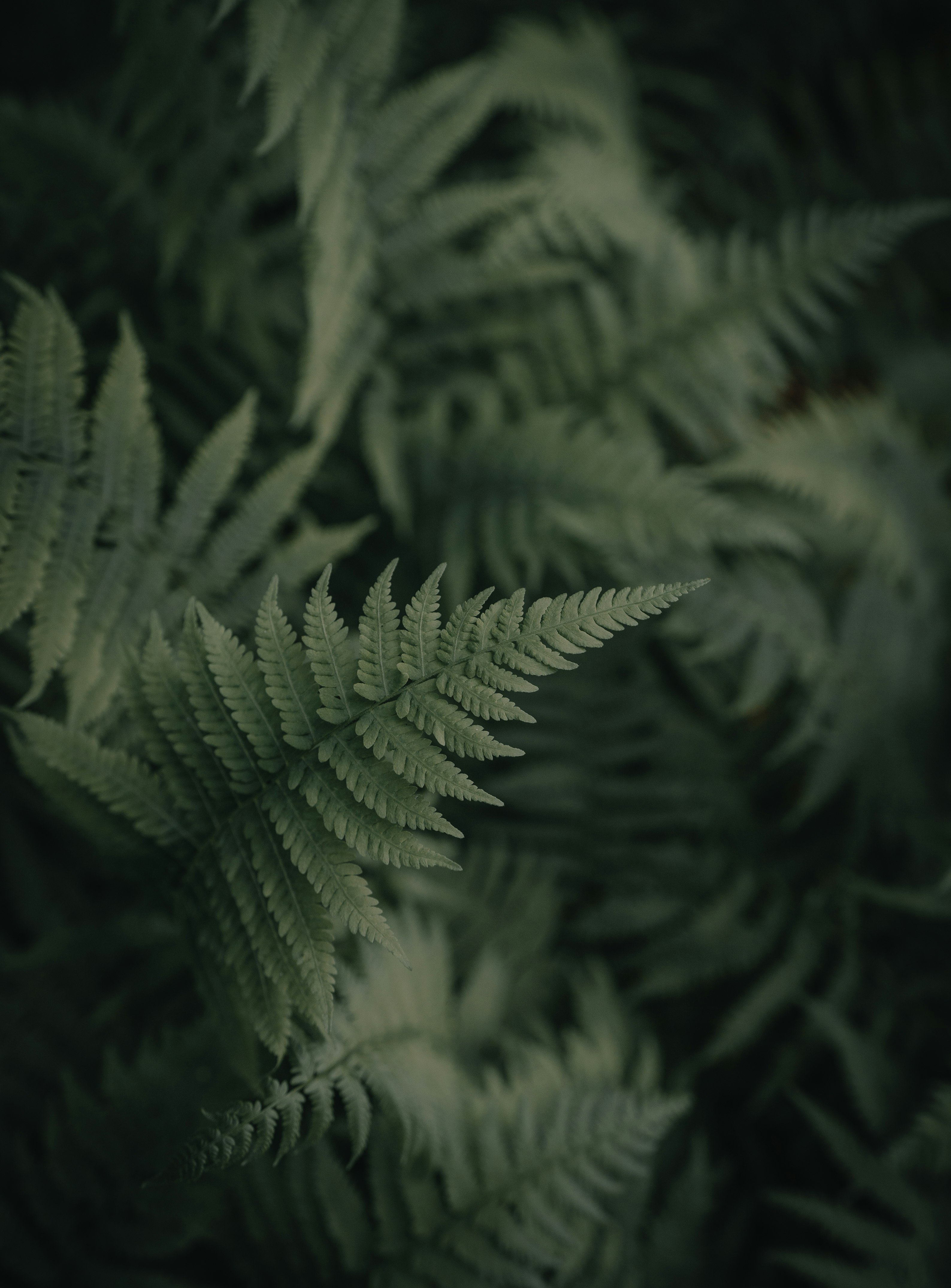 green fern plant in close up photography