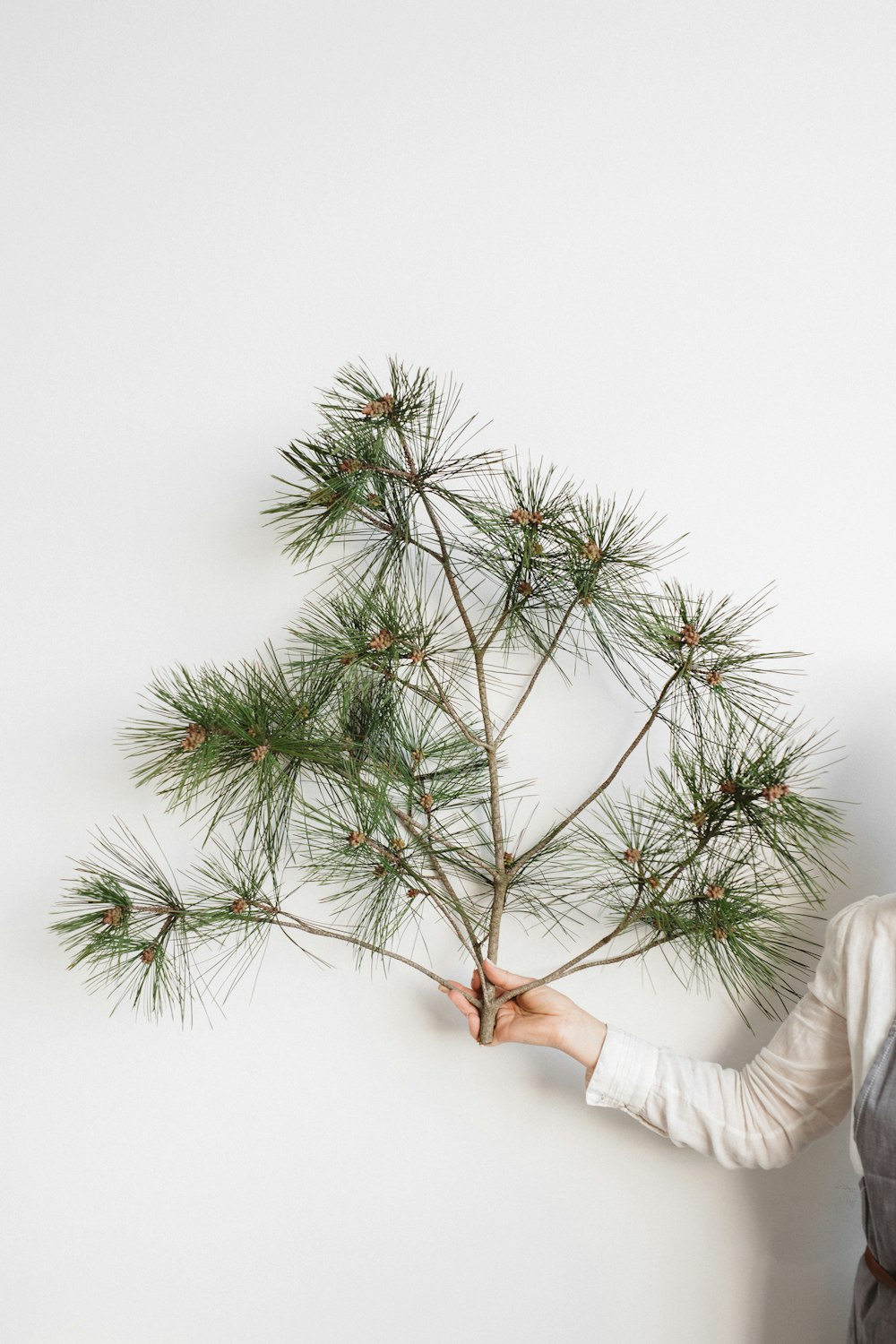 person in white long sleeve shirt holding green plant