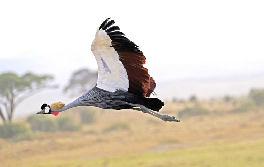 black and white bird flying during daytime