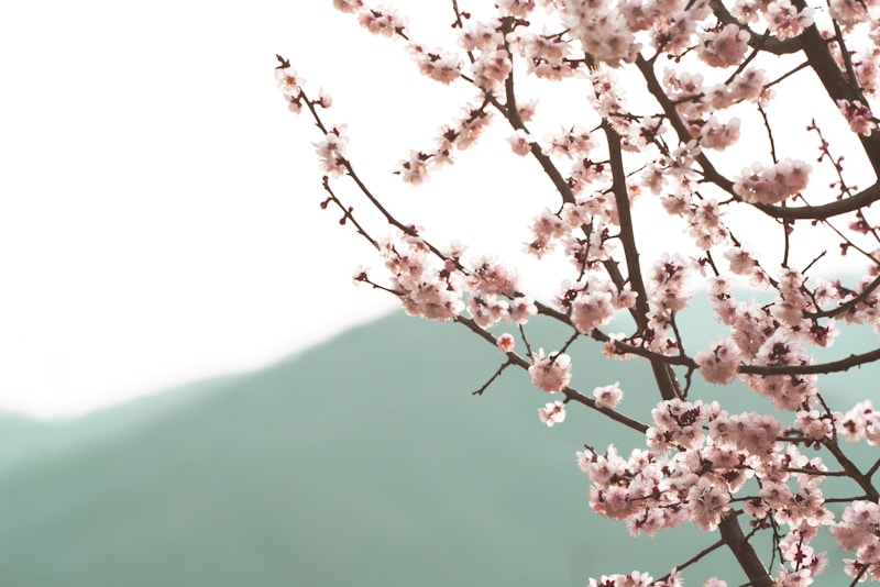 발트 이미지