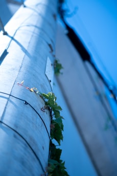 green leaf on white wooden post