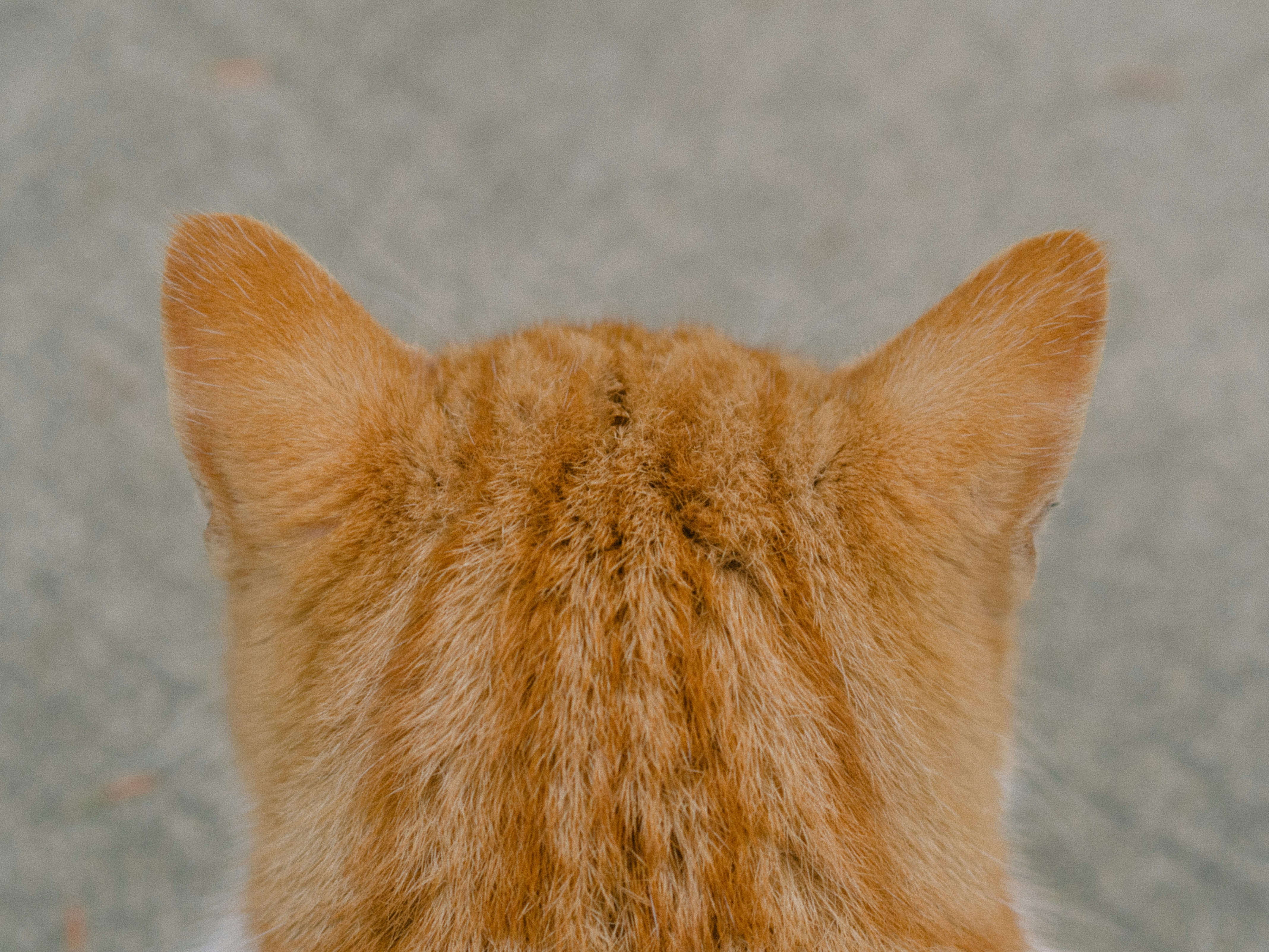 cat head ears