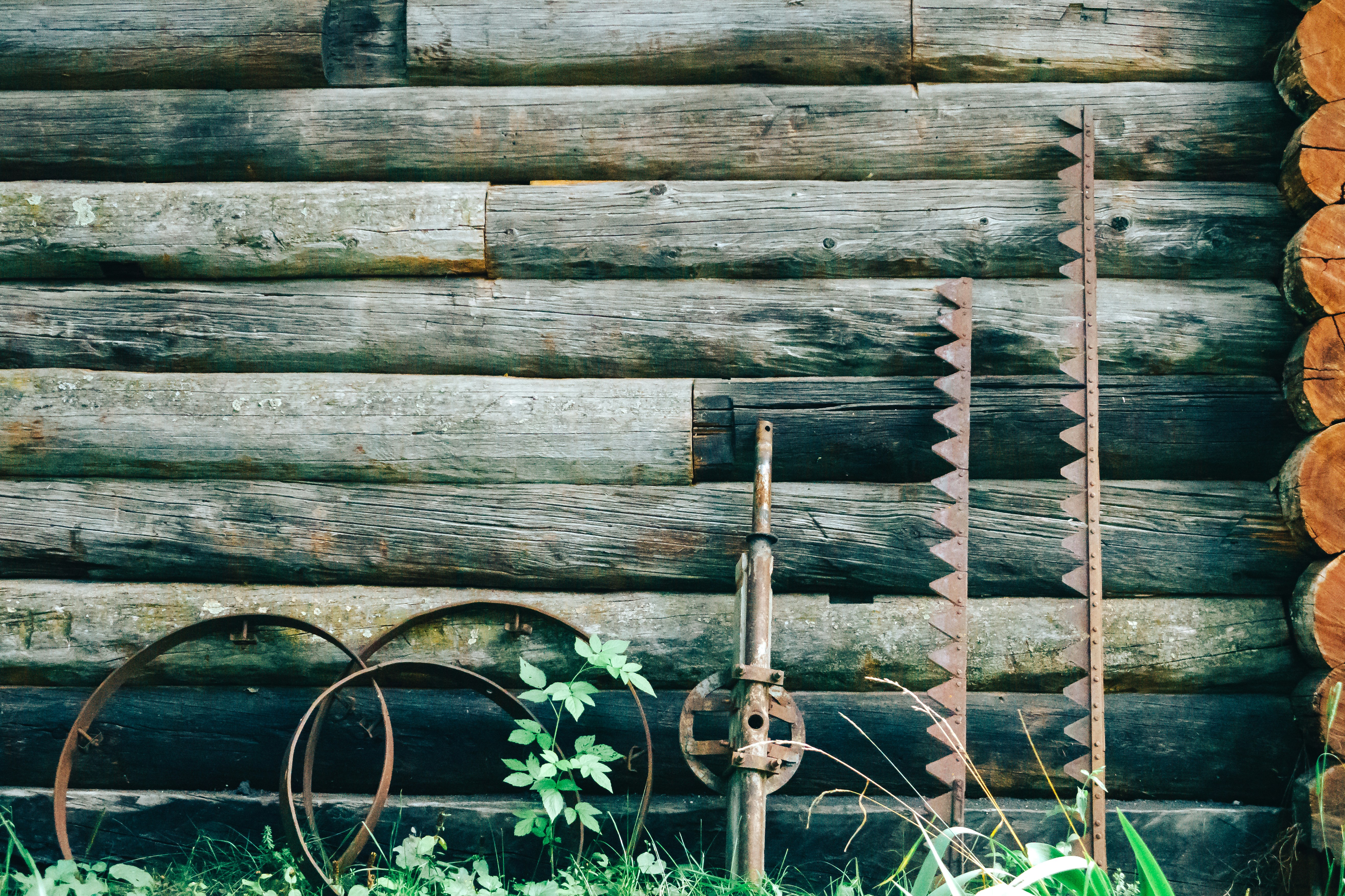 green plant on brown wooden fence