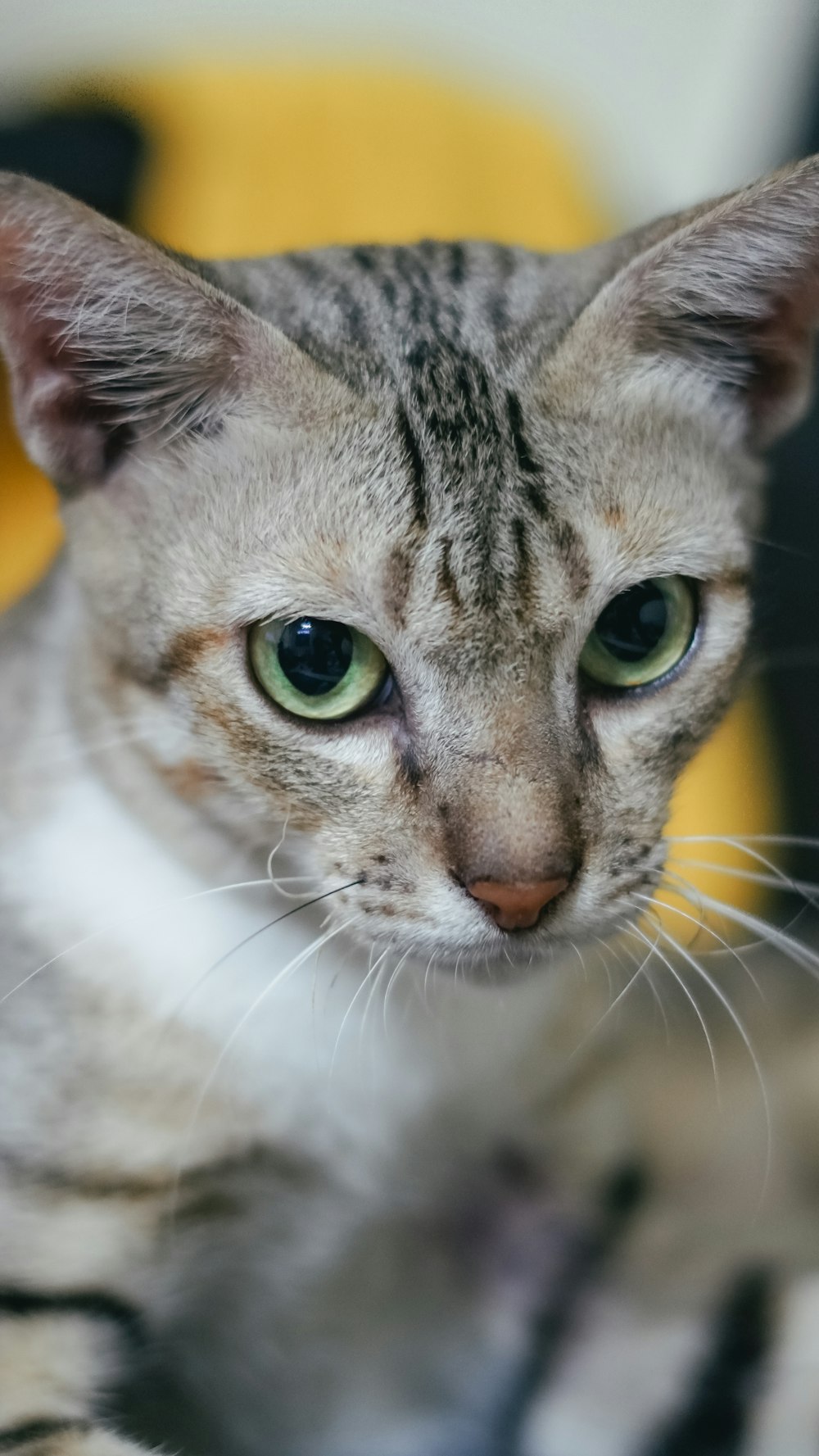 brown tabby cat in close up photography