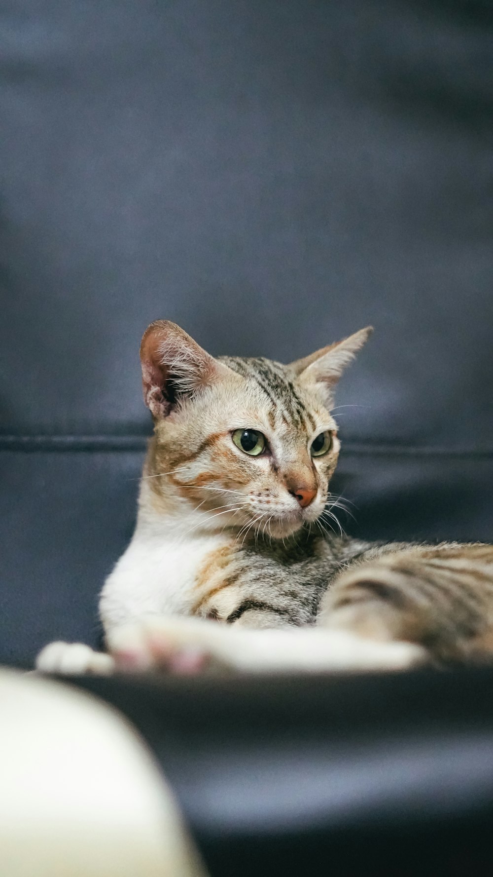 brown tabby cat lying on black textile