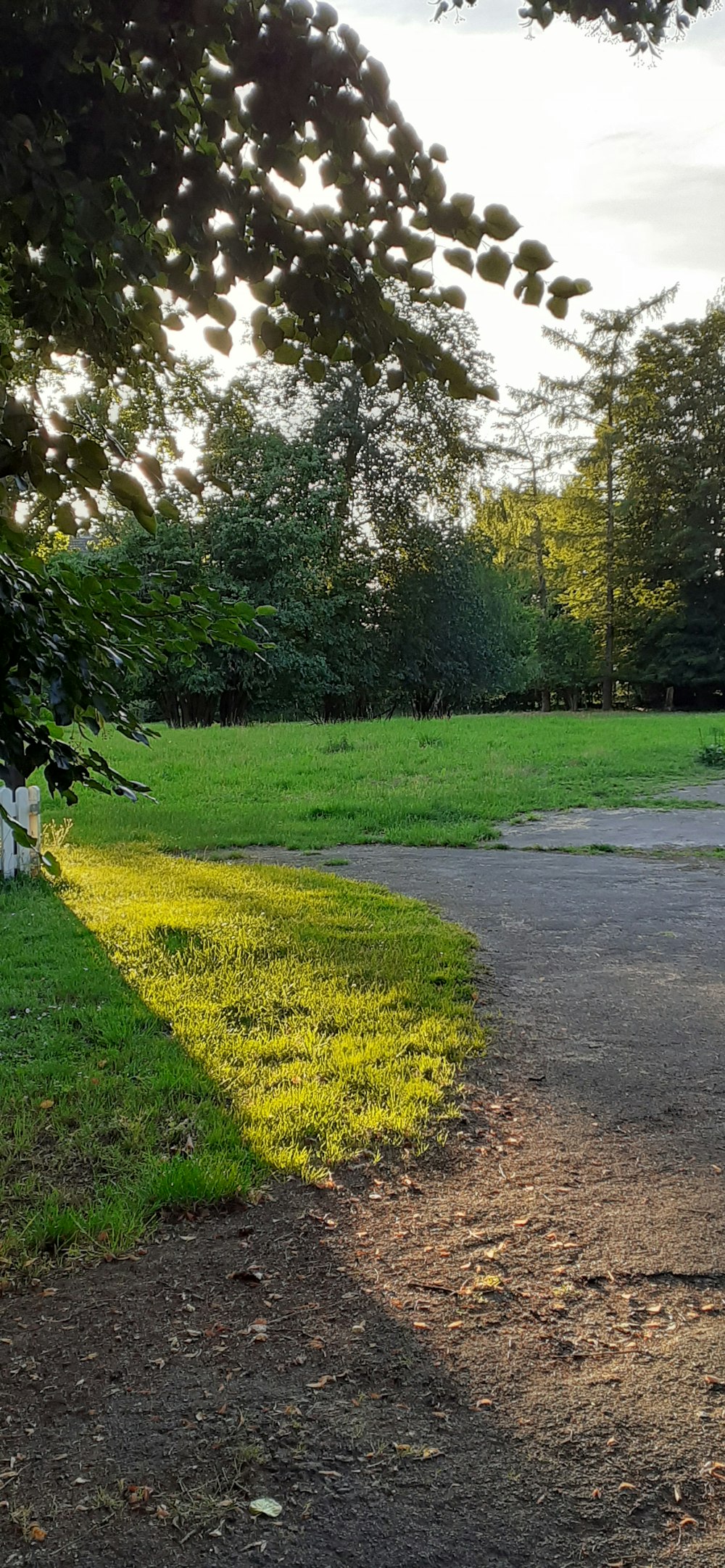 green grass field with trees