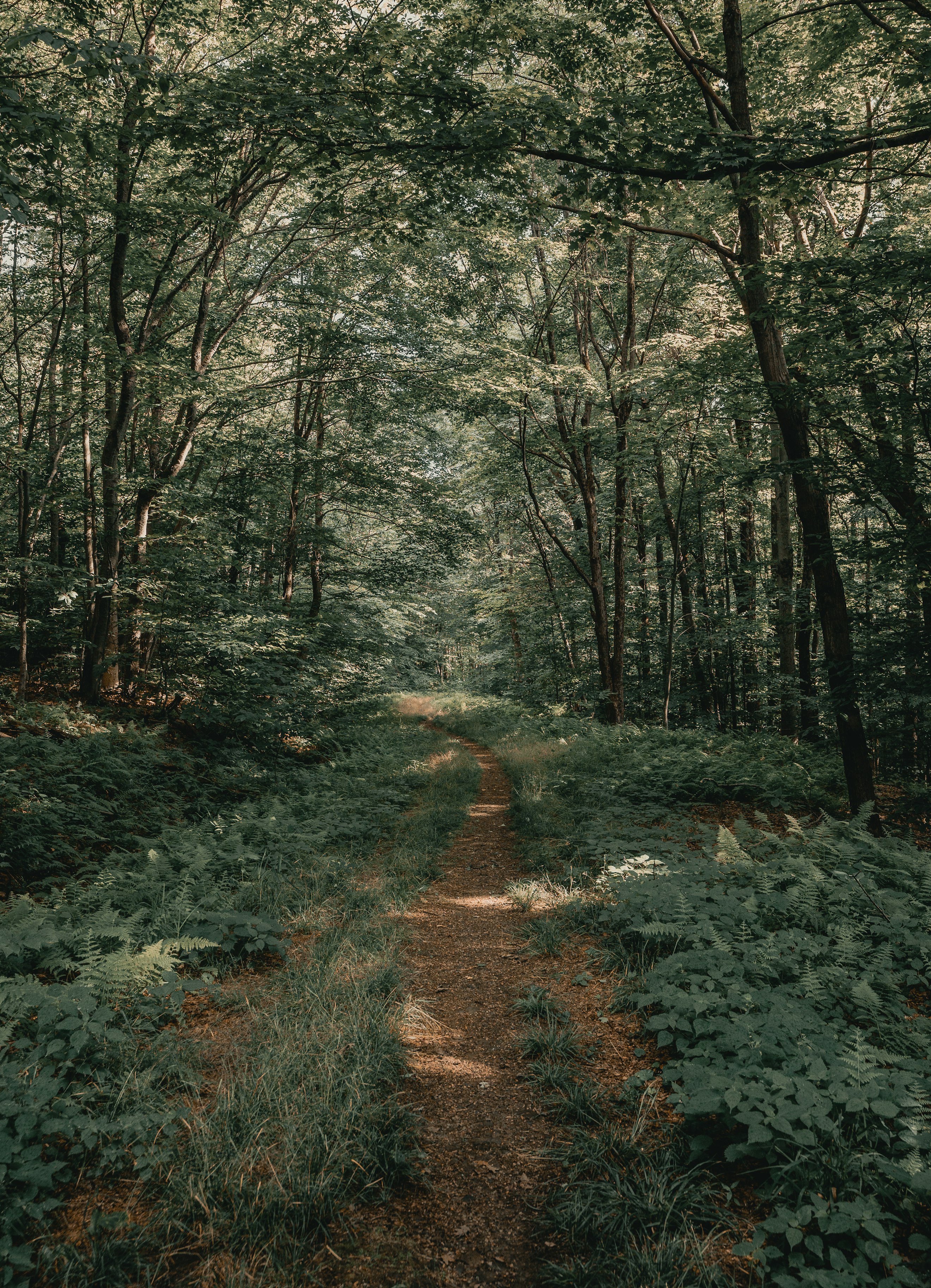 Green grass and trees in the woods during daytime. A path runs through them. Photo by Clay Banks.