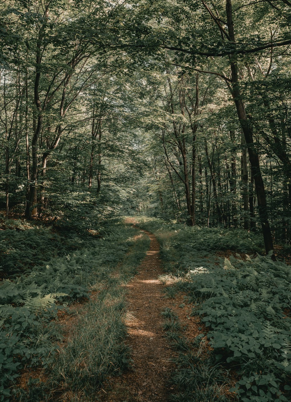 Herbe verte et arbres pendant la journée