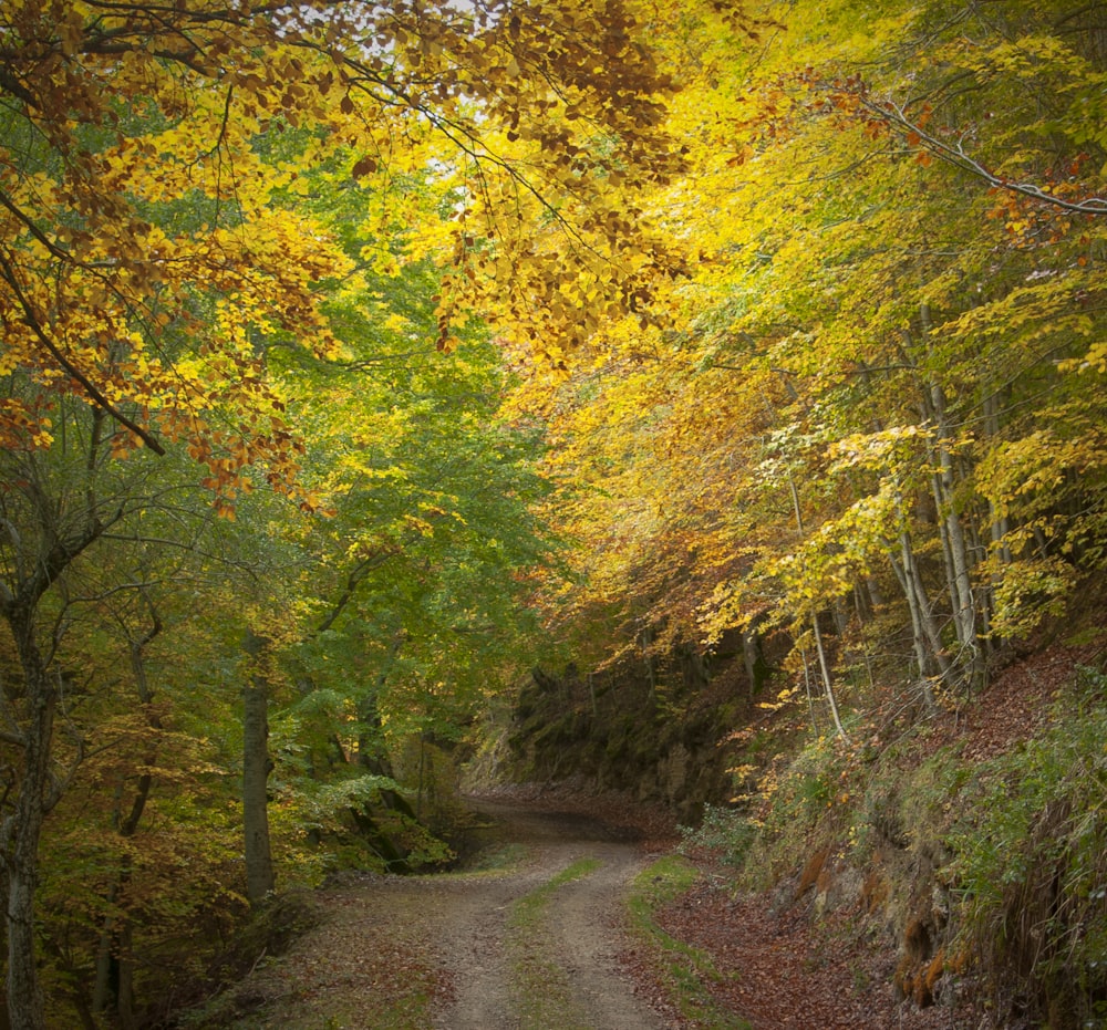 gray road in between green and yellow trees