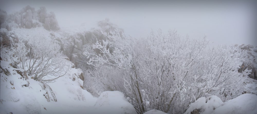 Árboles cubiertos de nieve durante el día