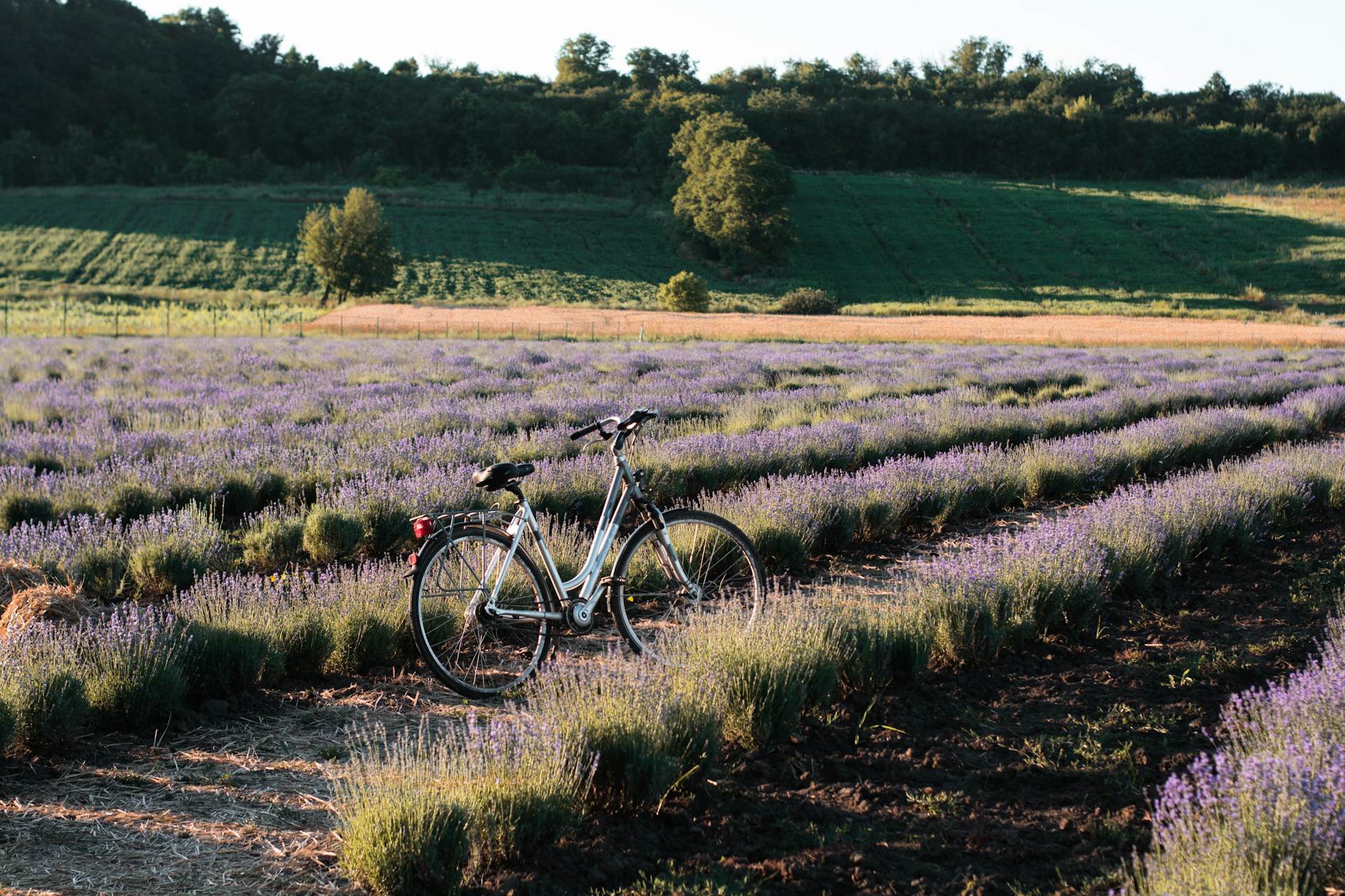 black and white bicycle on green grass field during daytime