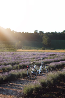 A scenic view of lavender fields under a warm Provençal sunset, with a bicycle resting nearby.