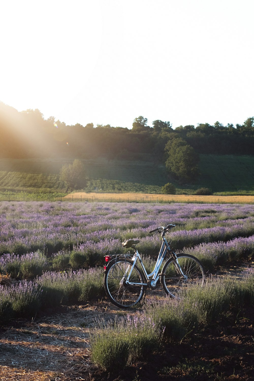 black bicycle on green grass field during daytime