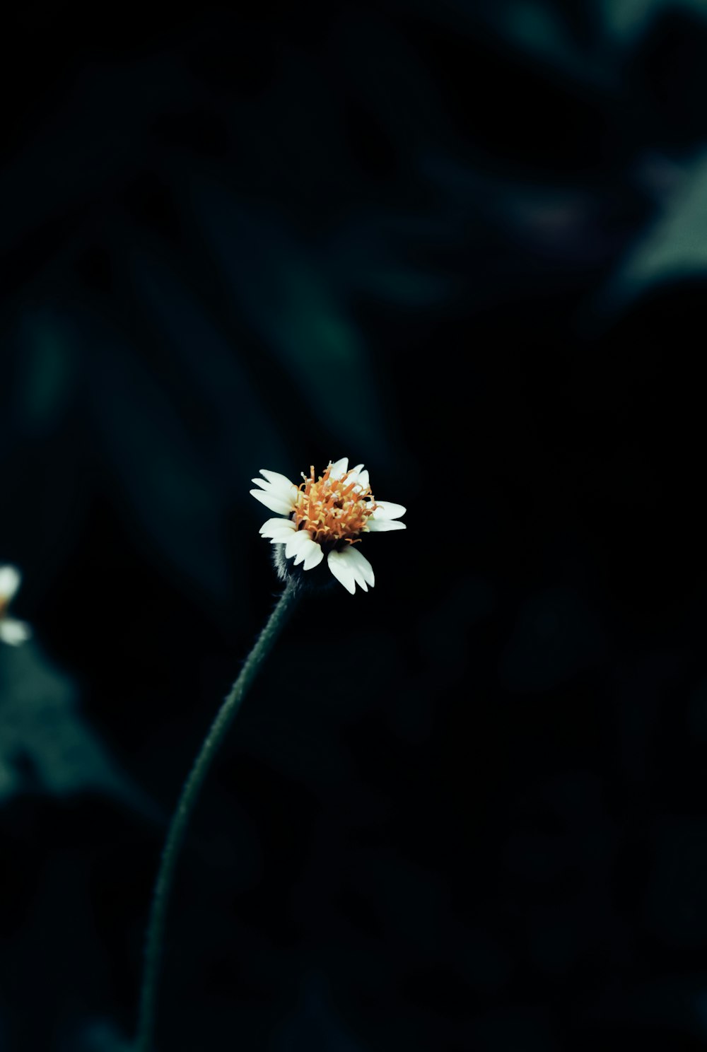 white flower with green leaves