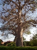 A large, leafless tree with a thick trunk stands in a grassy area. The branches are expansive and twisted, stretching out in various directions. A ladder is leaning against the trunk, indicating recent activity or maintenance. A building with a slanted roof is partially visible to the left, surrounded by bushes and flowering plants.