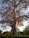 A large, leafless tree with a thick trunk stands in a grassy area. The branches are expansive and twisted, stretching out in various directions. A ladder is leaning against the trunk, indicating recent activity or maintenance. A building with a slanted roof is partially visible to the left, surrounded by bushes and flowering plants.