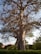 A large, leafless tree with a thick trunk stands in a grassy area. The branches are expansive and twisted, stretching out in various directions. A ladder is leaning against the trunk, indicating recent activity or maintenance. A building with a slanted roof is partially visible to the left, surrounded by bushes and flowering plants.